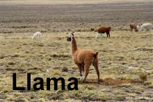 Llama